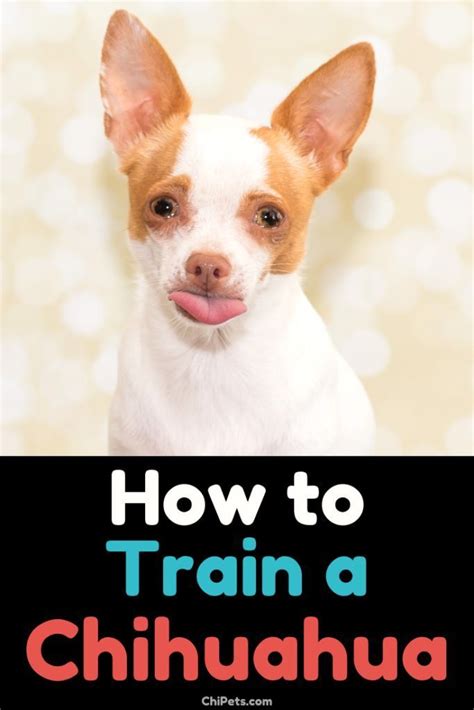 How to Train a #chihuahua - ChiPets.com | Chihuahua, Dog training ...