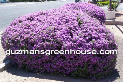 Texas sage bushes for xeriscaping or southwest landscape ...