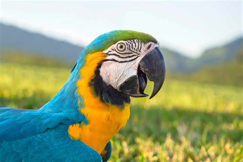 Parrot Tongue Anatomy, Function & Facts (With Pictures)