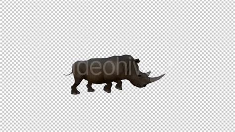 Rhino Running Animation - Download Videohive 19882496