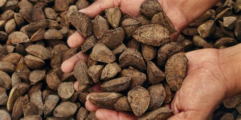 Turns Out Brazil Nuts Aren't Nuts. And They Usually Aren't Brazilian, Either. | HuffPost