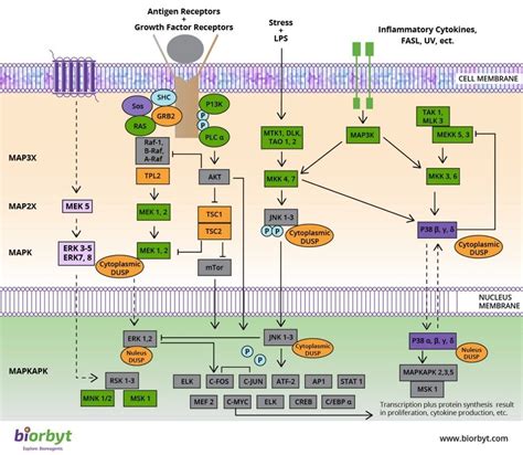 MAPK Signaling Pathway | Biorbyt