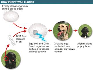 Cloning: Good or Bad?: Snuppy the first cloned puppy