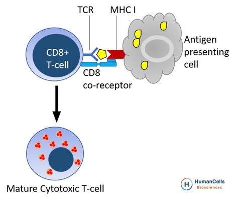 Buy Human Cord Blood CD8+ Cytotoxic T Cells | HumanCellsBio.com – HumanCells Bio