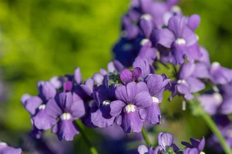 Purple Nemesia hybrid stock photo. Image of nemesia - 184385310