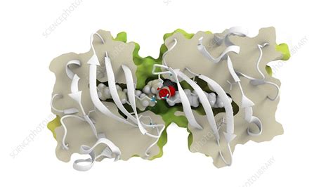 Beta-lactoglobulin protein molecule, illustration - Stock Image - C052 ...