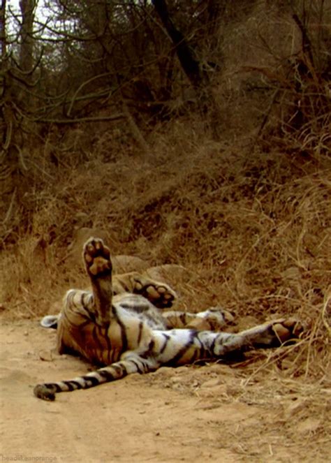 a white tiger laying down on the side of a dirt road with trees in the ...
