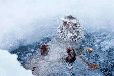 Arctic Wildlife - the animals of Lapland | Visit Finnish Lapland