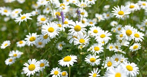 How to Grow a Chamomile Lawn | Gardener’s Path