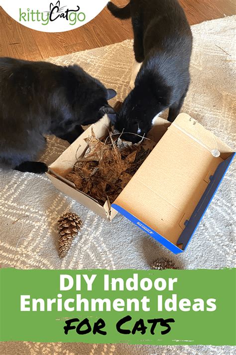 DIY Indoor Cat Enrichment Ideas - Bringing the Outside In • KittyCatGO