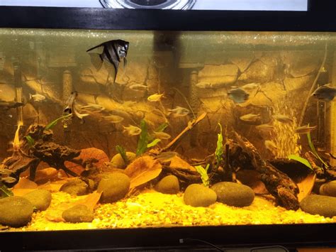 75 Gallon Blackwater Tank : r/aquarium