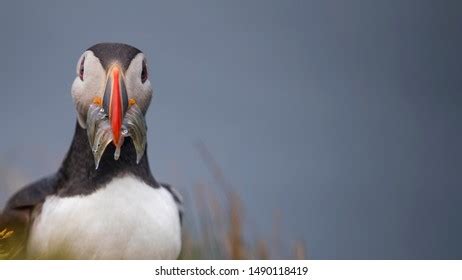 Portrait Puffin Mouth Full Fish Iceland Stock Photo 1490118419 | Shutterstock