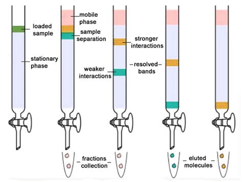 14 Types of Chromatography (Definition, Principle, Steps, Uses)