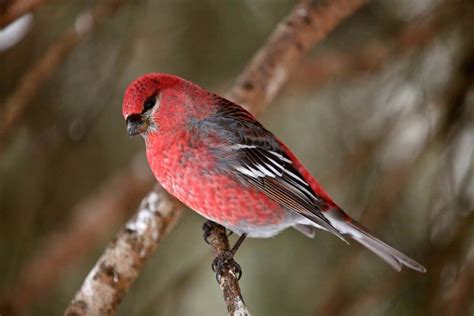 Birds In Georgia: 25 Amazing Species To Look Out For In This State