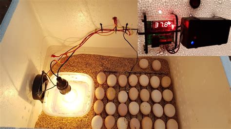 Ark egg incubator gestation monitoring - Qasislam