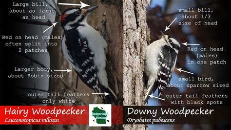 Hairy Woodpecker Vs Downy Woodpecker