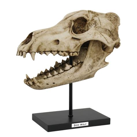 Dire Wolf Skull Replica – Dapper Cadaver Props