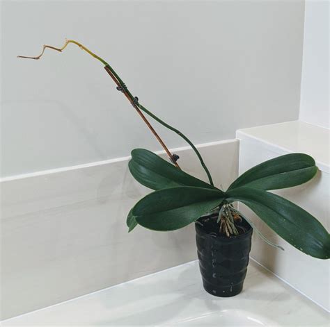 Orchid Care After Flowers Fall Off (+ How to Trick Your Orchid into ...