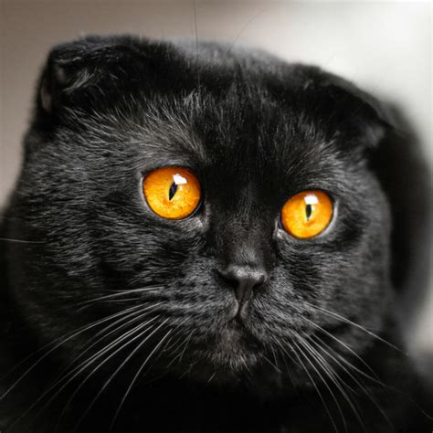 5 Captivating Black Cat Breeds | Facts You May Not Know