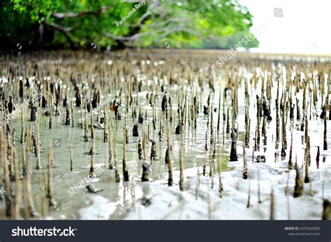 Mangrove Tree Roots That Rise Upwards Stock Photo 2027642096 | Shutterstock