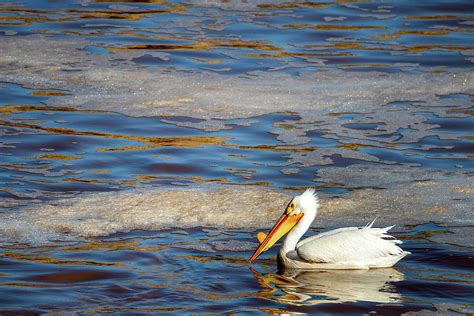 American White Pelican Breeding Adult Photograph by Debra Martz - Fine ...