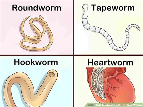 How to Identify Different Dog Worms (with Pictures) - wikiHow