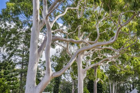 Popular Gum Trees Found in Several Plant Genera