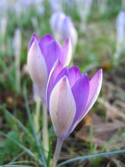 Fall-Blooming Bulbs | HGTV