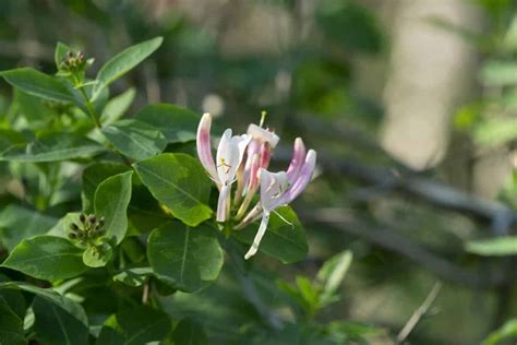 Fascinating Meaning and Symbolism of Honeysuckle Flower and Uses ...