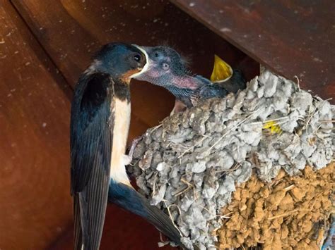 Free Stock Photo of A bird feeding a baby bird | Download Free Images ...