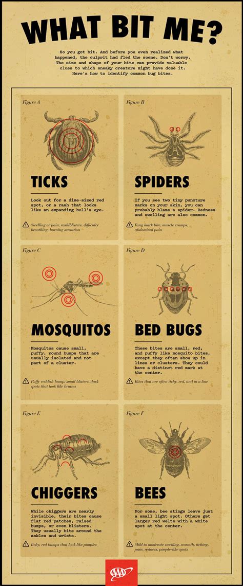 Bug Bites And Their Symptoms | Identifying bug bites, Bug bites, Bed bug bites