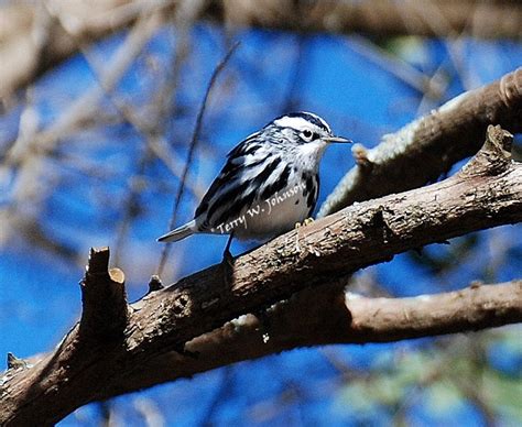 THE FALL WARBLER MIGRATION HAS BEGUN | backyardwildlifeconnection