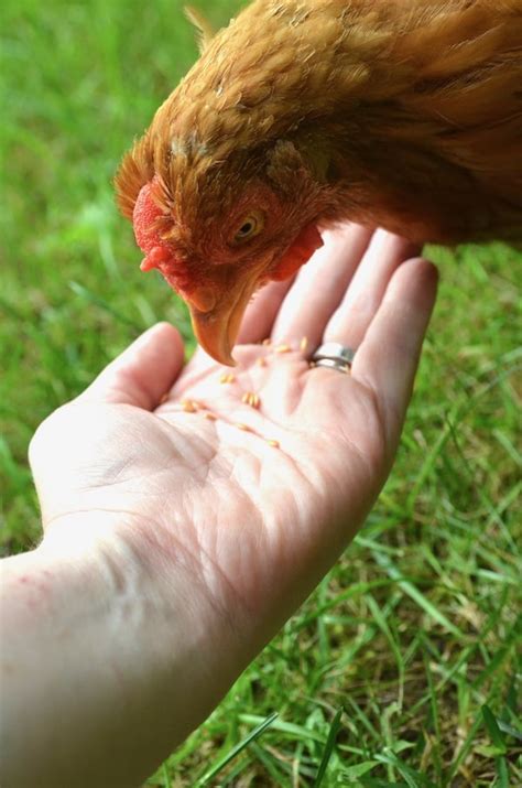 Can you Raise Chickens and Ducks Together? - Backyard Chicken Project