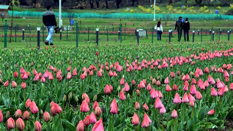 PM MODI ASKS PEOPLE TO VISIT TULIP GARDEN IN JAMMU & KASHMIR - The ...