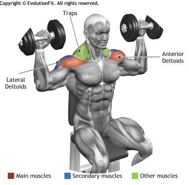 SEATED DUMBBELL PRESS | Allenamento deltoide, Esercizi, Allenamento spalle