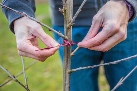 Best fruit trees to grow in pots: our top choices for containers ...