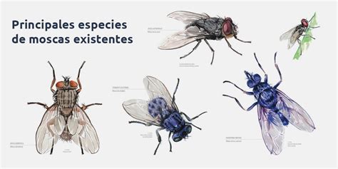 Principales especies de moscas existentes - Fumigación Universal, C.A