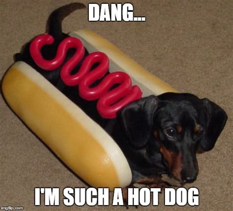 funny dachshund meme: I'm such a hot dog | Dachshund memes, Hot dogs, Wiener dog