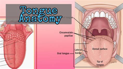 Diagram Of The Human Tongue