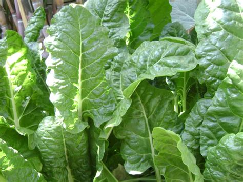 Top 14 Steps to Boost Spinach Yield: How to Increase Production, Quality, and Tips