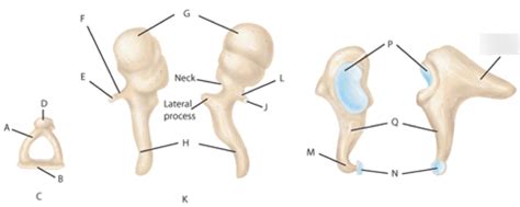 Incus bone Diagram | Quizlet