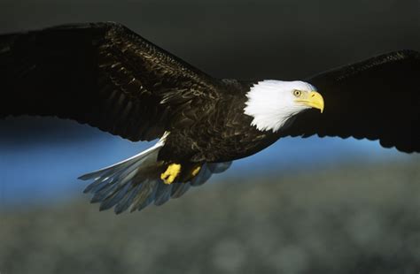 Bald Eagles (Characteristics, Diet etc) | Cool Kid Facts