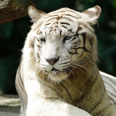 White Tiger - Night Safari