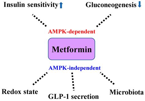 IJMS | Free Full-Text | Significance of Metformin Use in Diabetic Kidney Disease