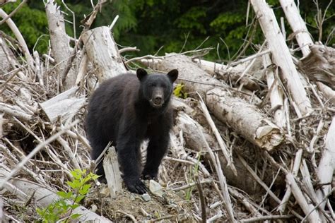 Explainer: What Is Biodiversity Loss? | Earth.Org