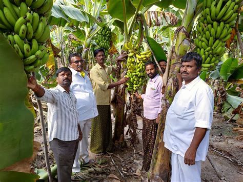 Locked down AP farmers going bananas | GreenStories