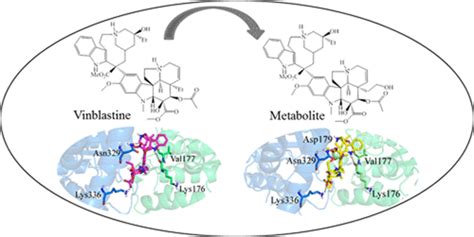 长春花生物碱长春碱的代谢产物：微管蛋白结合和恶心相关受体的激活。,ACS Omega - X-MOL