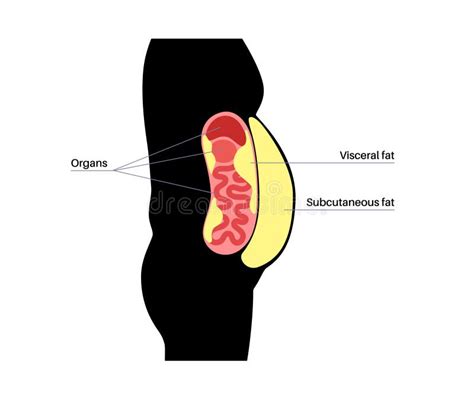 Visceral Fat Around Organs Stock Illustrations – 36 Visceral Fat Around ...