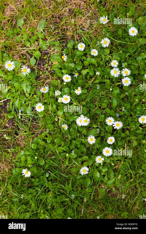 Daisies in a grass lawn Stock Photo - Alamy