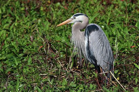 Great Blue Heron Florida Photograph by Bob Savage | Fine Art America